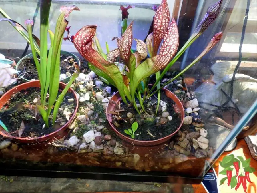 My Sarracenia Terrarium Experiment