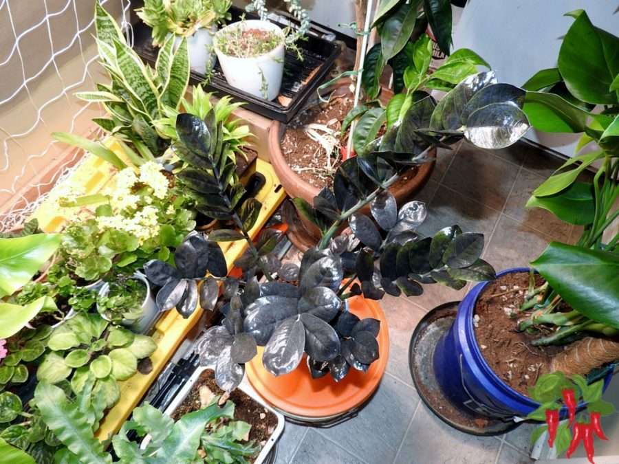 How To Care for Raven ZZ Plant