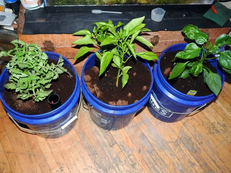 GROWING CONTAINER PLANTS IN COCO