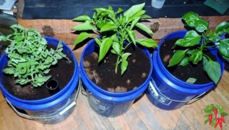 Balcony Gardening Ideas - using 5-gallon buckets