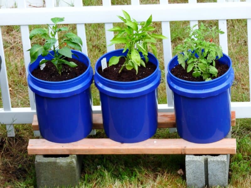 How To Plant In A Self-Watering Planter