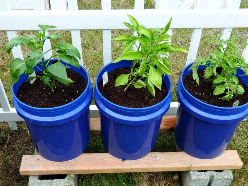 GroBuckets filled with coco coir