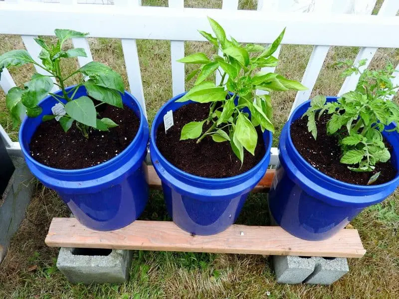 GroBucket Self Watering 5 Gallon Bucket