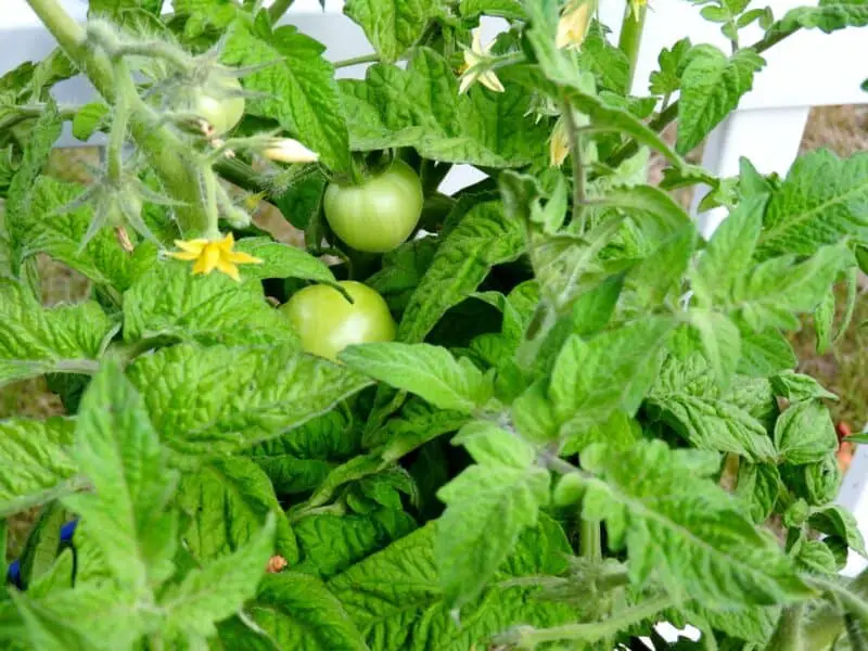 tomatoes in coco coir