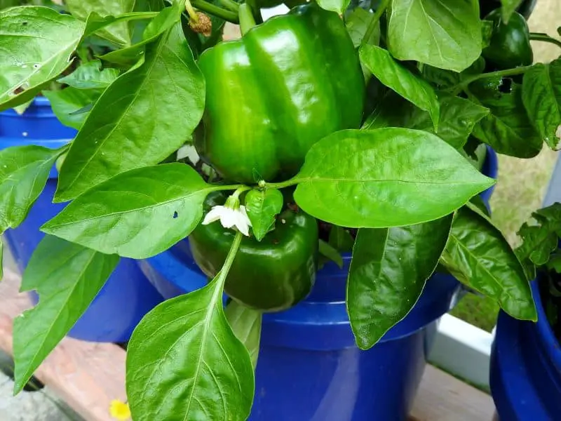 Indoor Apartment Vegetable Gardening GroBuckets with some peppers