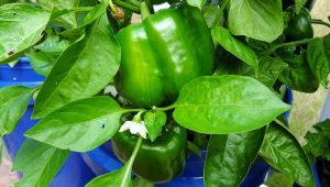 Indoor Apartment Vegetable Gardening GroBuckets with some peppers