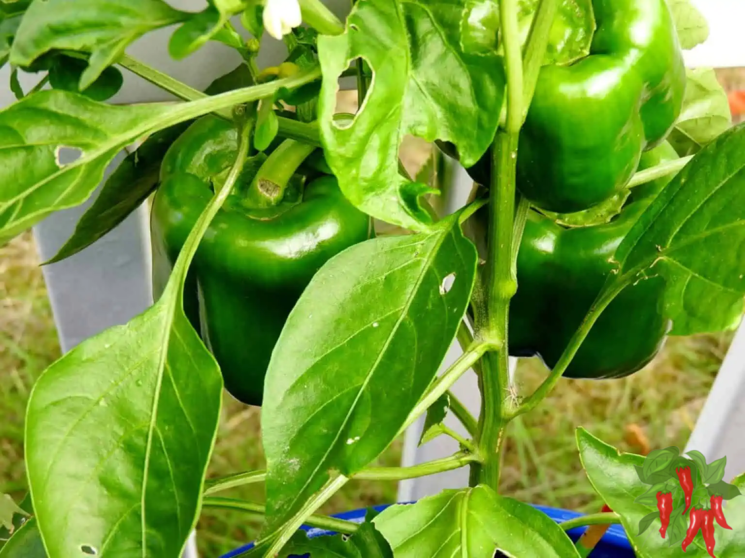 Bell Pepper Plants with green peppers