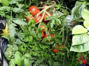 How To Grow Hydroponic Tomatoes and Peppers