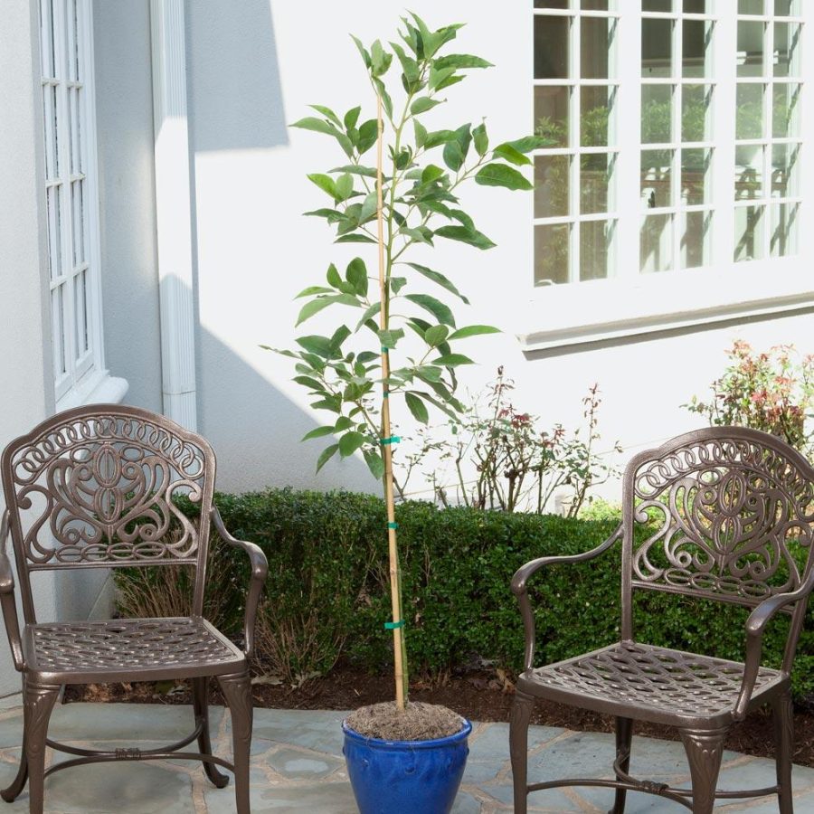 Indoor Avocado Tree Care: Condo™ Indoor Avocado Trees sitting on the deck