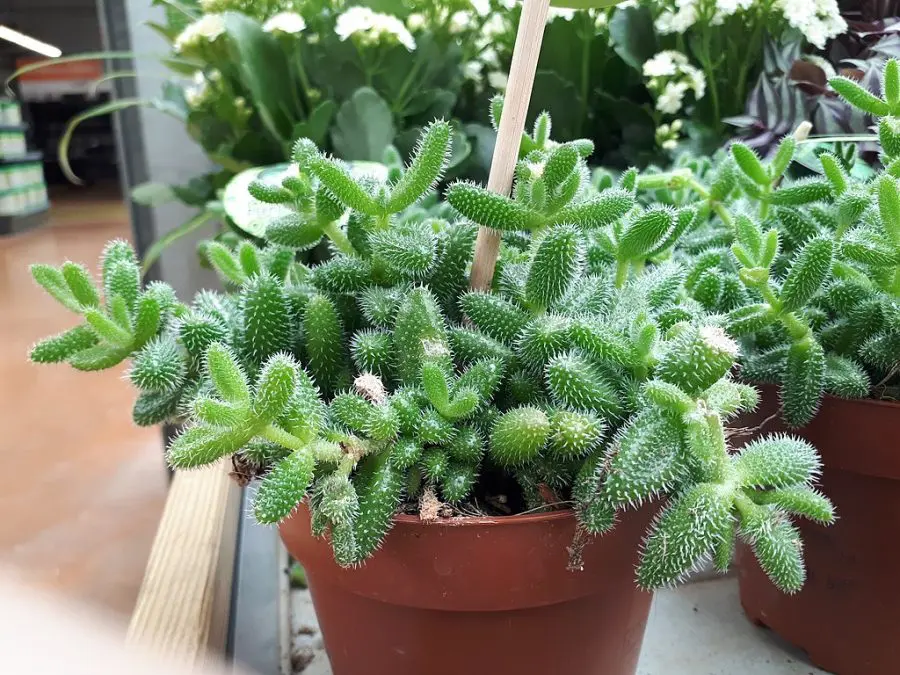 Pickle Plant Succulent Care - Delosperma echinatum