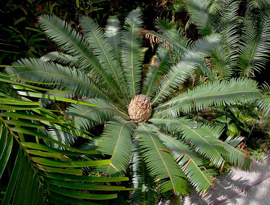 Dioon Edule Cycad