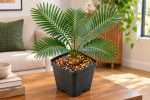 Dioon edule Care Indoors