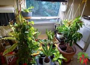 Do Houseplants Go Dormant in Winter- Not Always