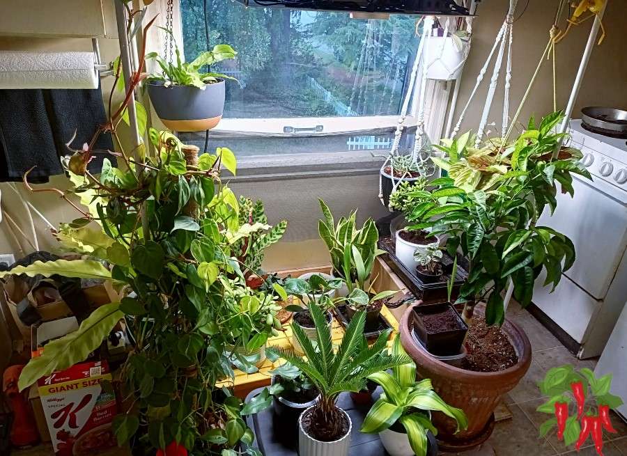 Do Houseplants Go Dormant in Winter- Not Always