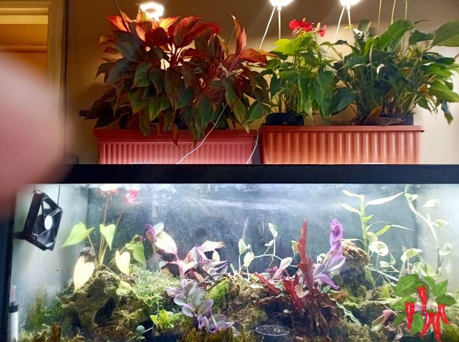 Do Houseplants Go Dormant in Winter