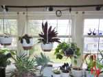 Do Indoor Plants Really Need Direct Sunlight