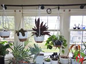 Do Indoor Plants Really Need Direct Sunlight