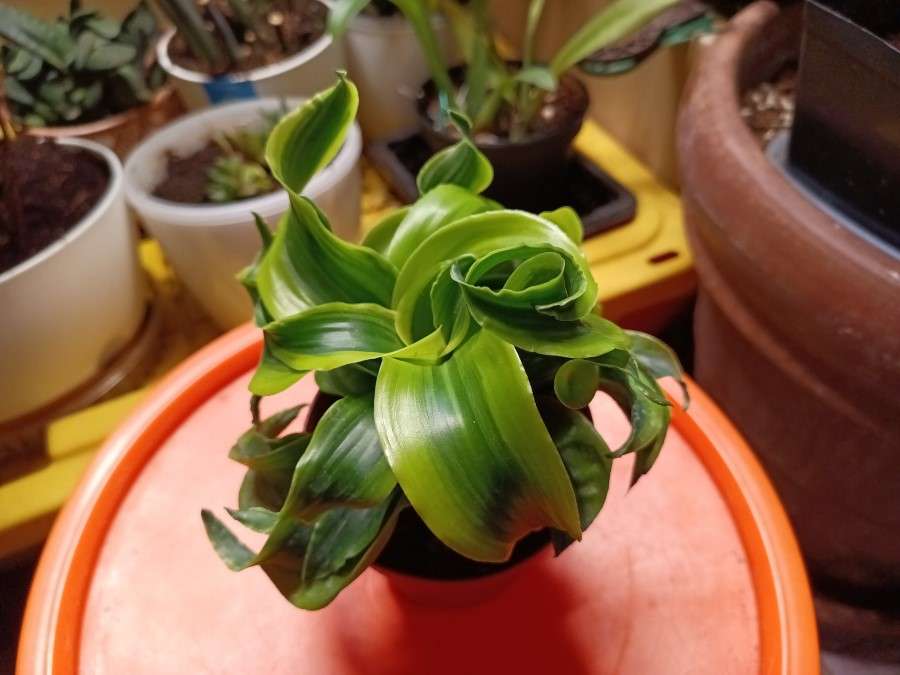 Dracaena Tornado Care Indoors