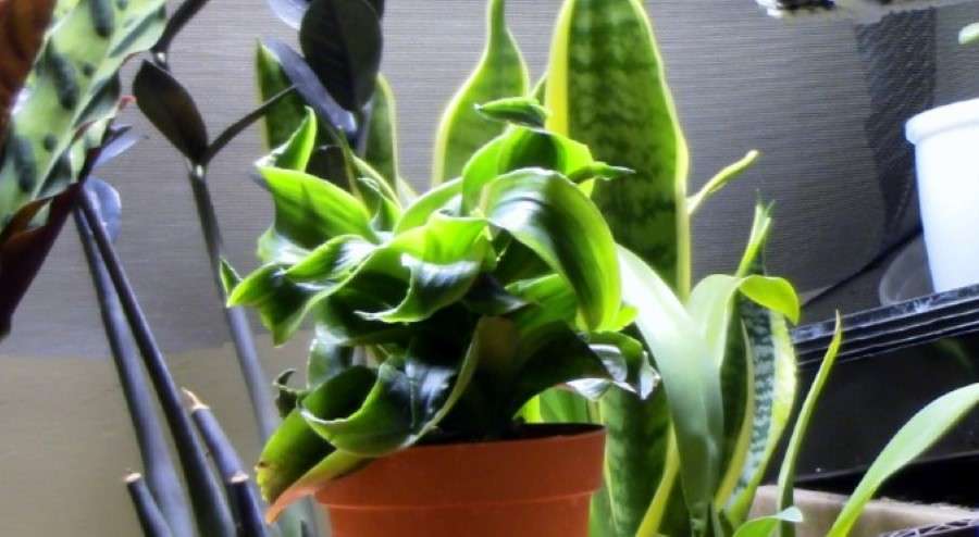 Dracaena Tornado: The Compact Choice
