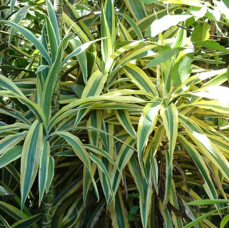 Dracaena Indoor Plant Care