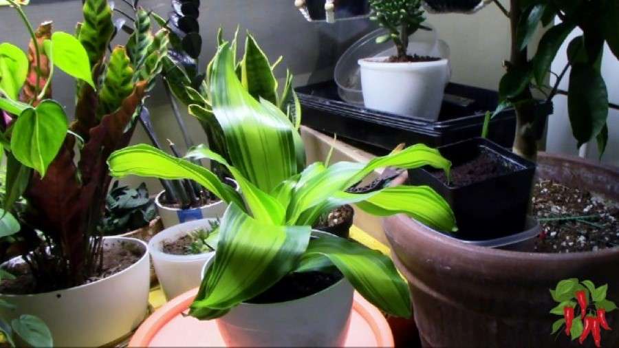 Dracaena fragrans Golden Heart Care