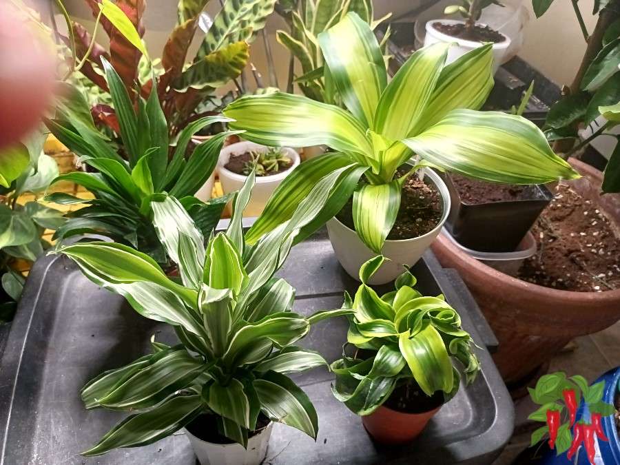 Dracaena fragrans Varieties