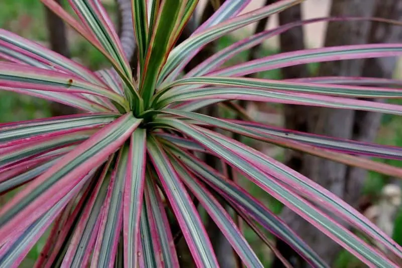 Dracaena marginata