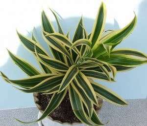 Dracaena Plant FAQs 13 Questions With Answers