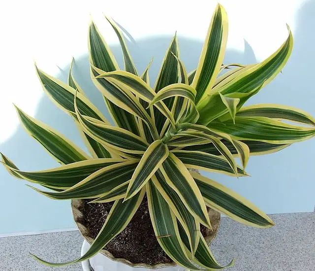 Dracaena Plant FAQs 13 Questions With Answers - Dracaena fragrans