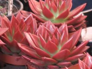 Echeveria Plant Benefits