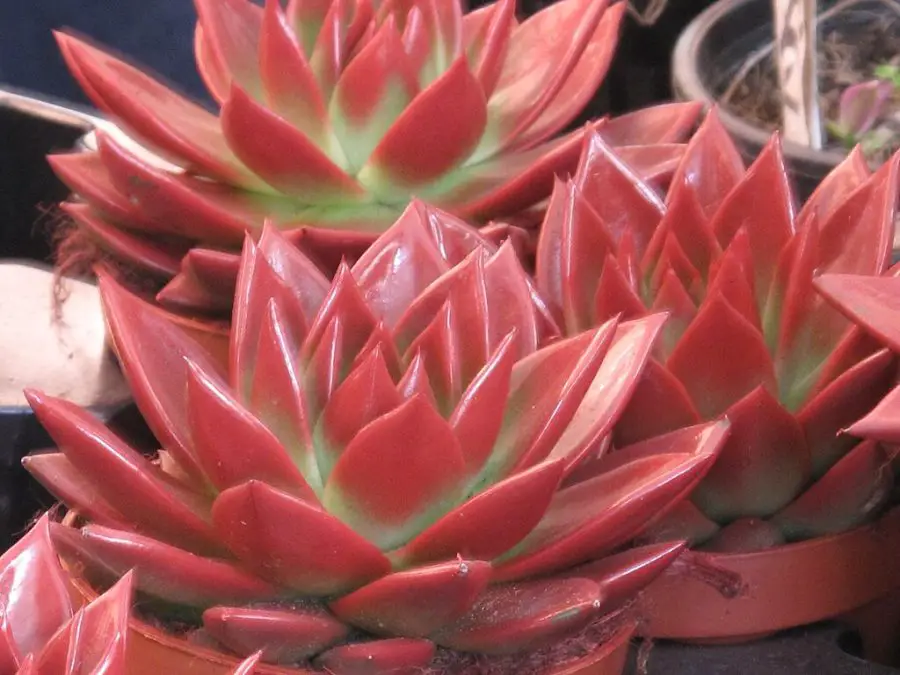 Echeveria Care Indoors