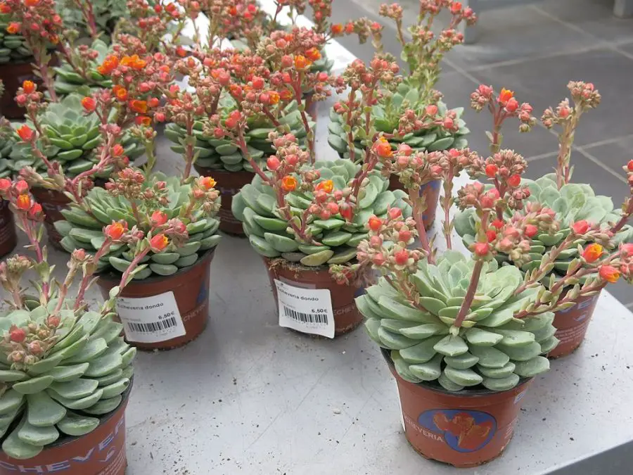 Echeveria Flowering