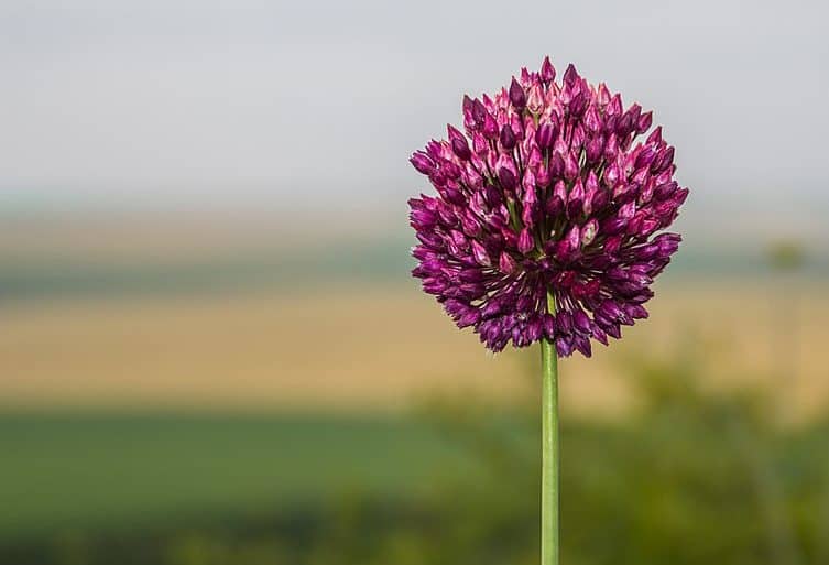 Elephant garlic flower