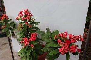 Crown of thorns -Euphorbia milii