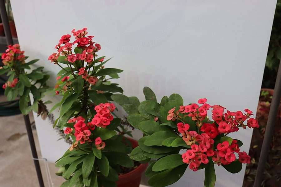 Crown of Thorns Cactus-Euphorbia milii