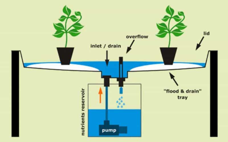 Growing flowers hydroponically in flood and drain