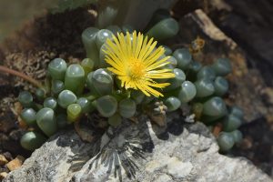 Baby Toes Plant Care - Fenestraria rhopalophylla