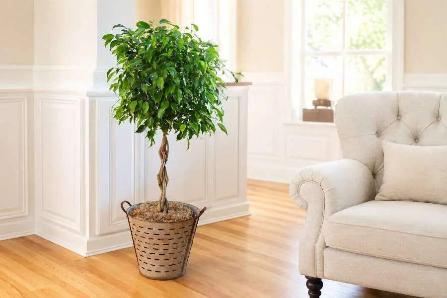 Ficus benjamina - Weeping Fig