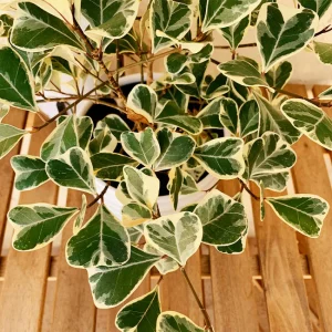 9 Triangle Ficus Care Secrets for a Lush, Healthy Plant