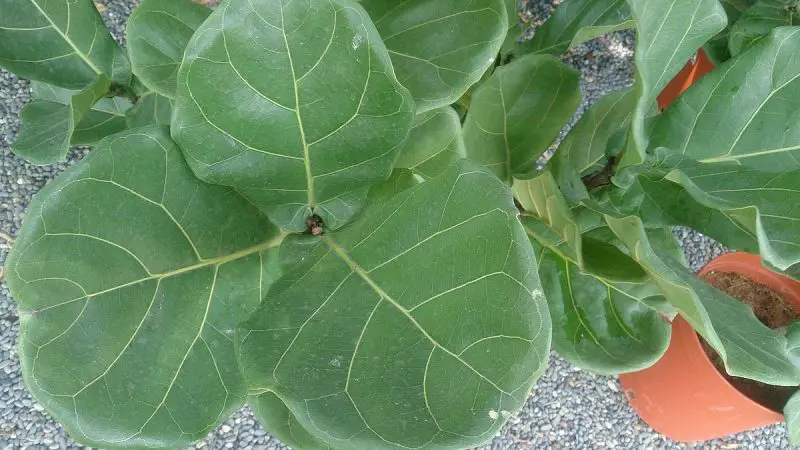 Fiddle Leaf Fig Indoor Care