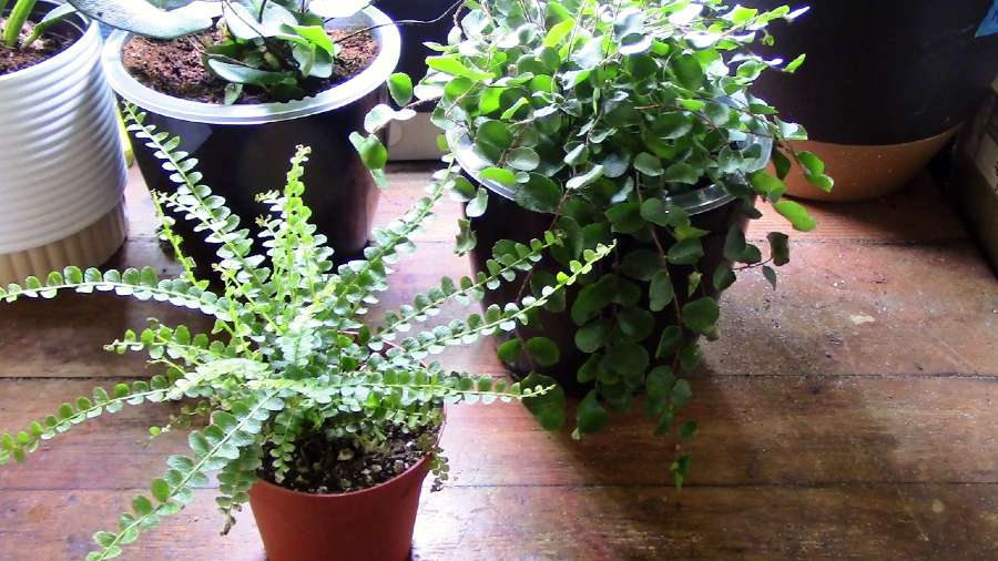 Final Thoughts on Growing Lemon Button Fern ‘Duffii’