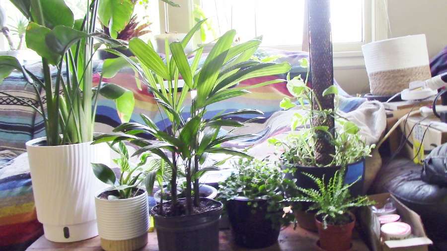 Final Thoughts on Lady Palm Care Indoors