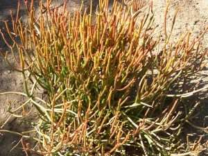 Firestick Plant Indoor Care-Euphorbia-Tirucalli