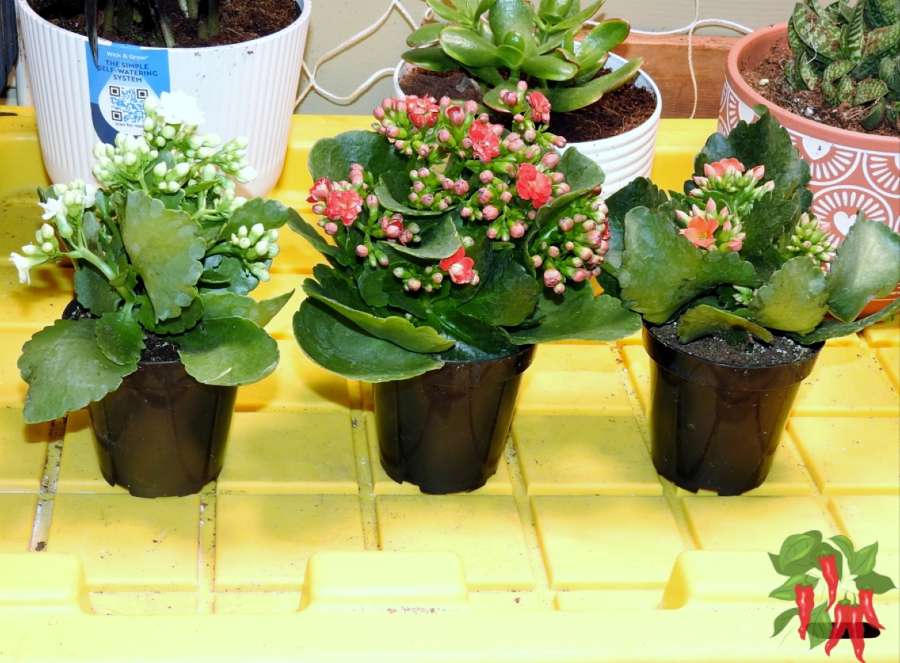 Flaming Katy - Kalanchoe blossfeldiana