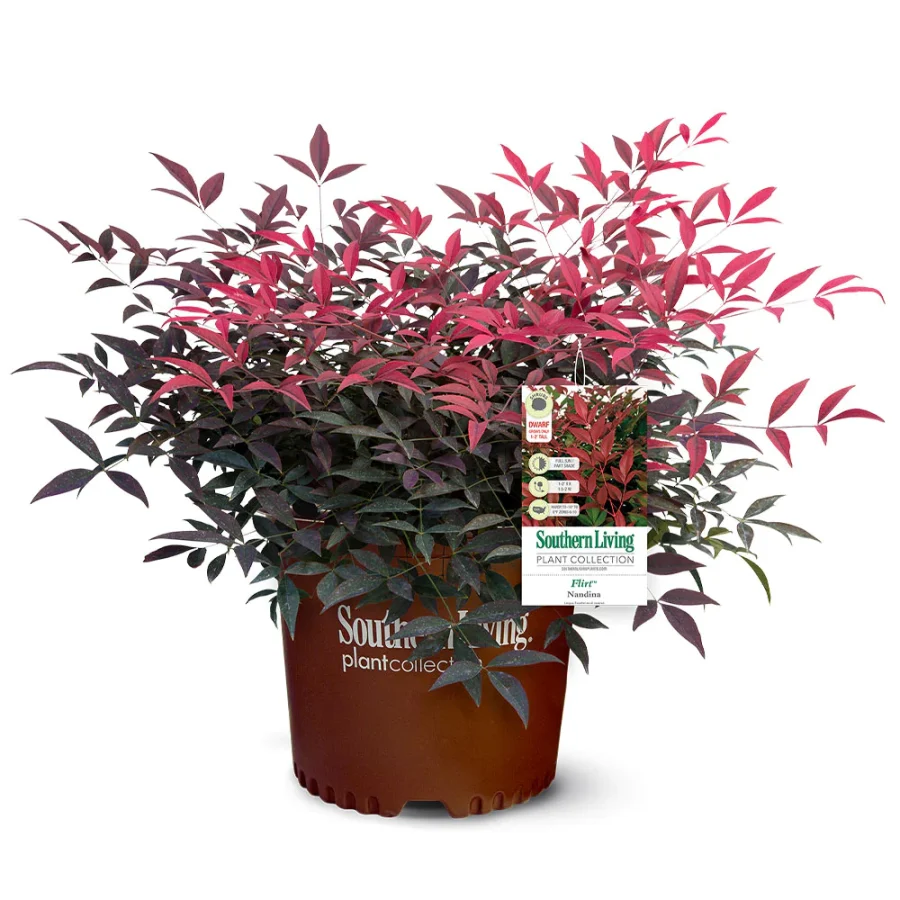 Heavenly Bamboo Flirt Nandina in a pot