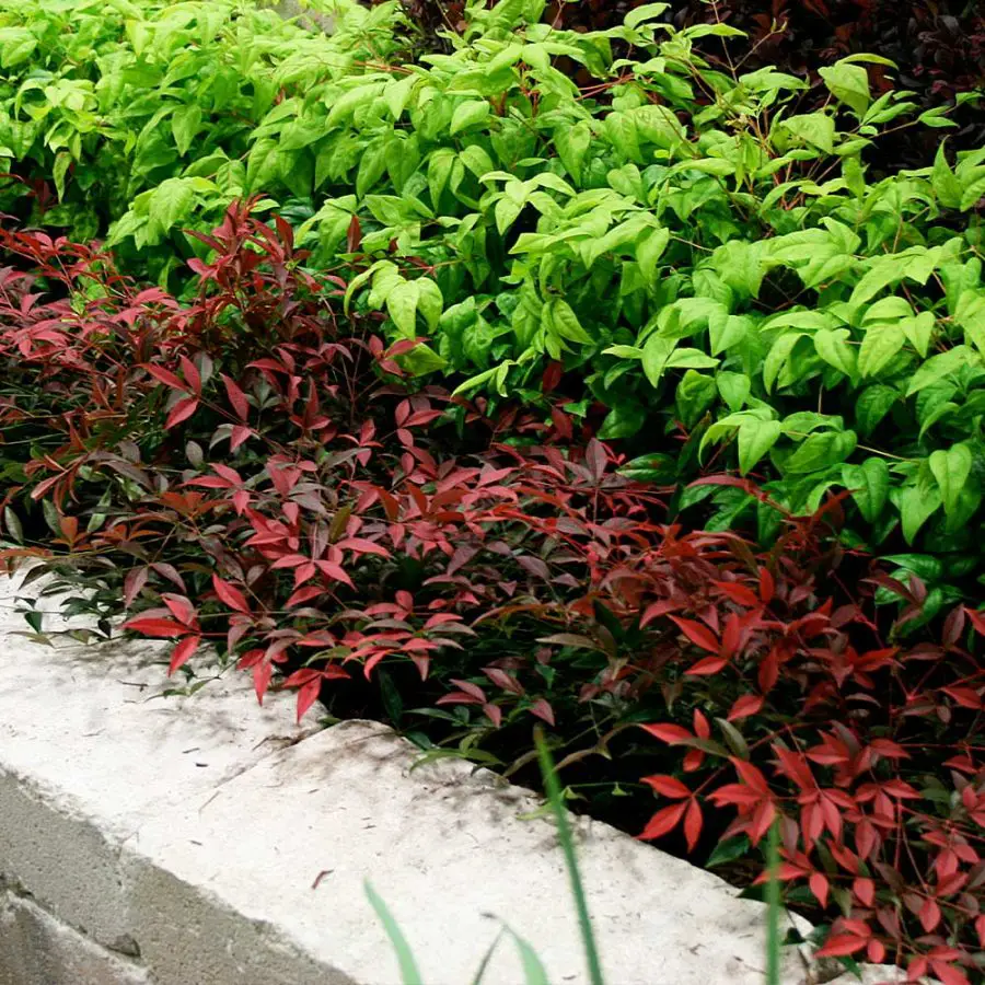 Flirt nandina in a border