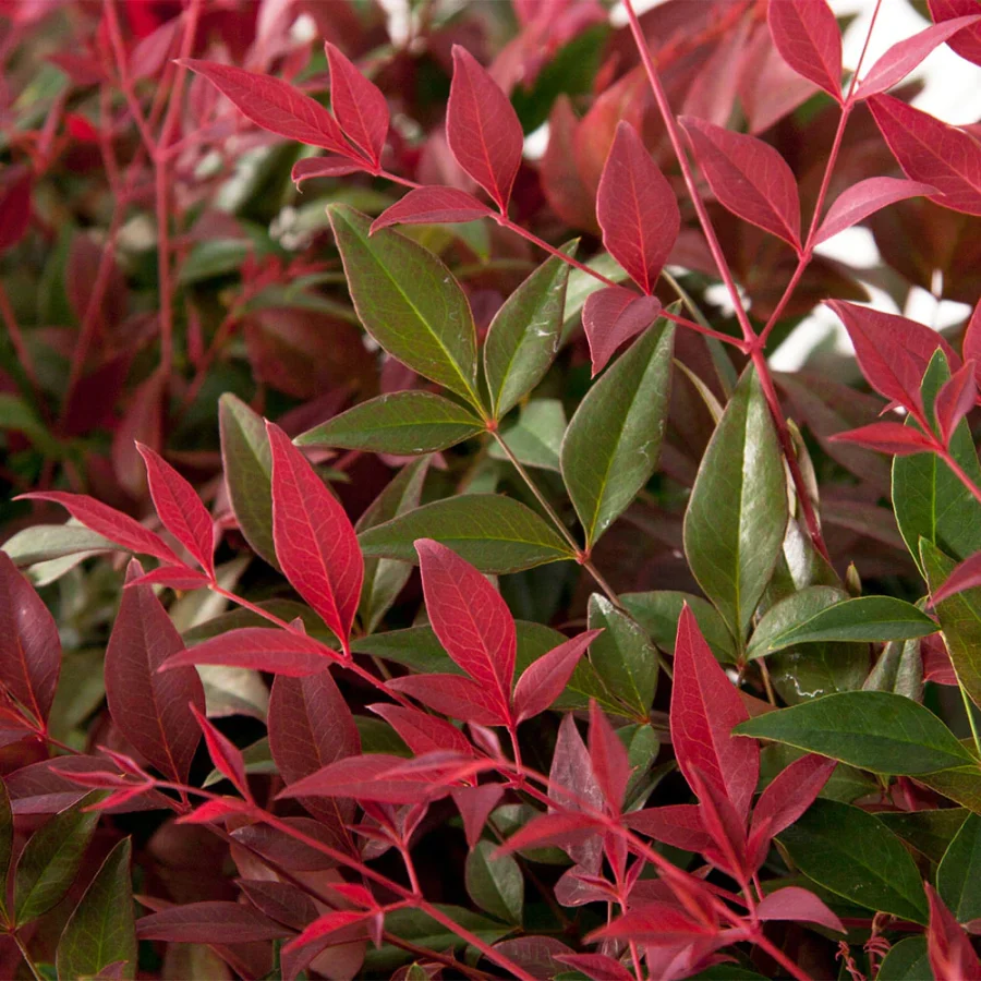 Flirt nandina foliage