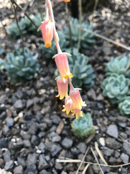 Echeveria elegans Flowers