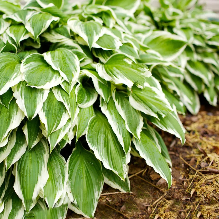 Hosta Water Requirements