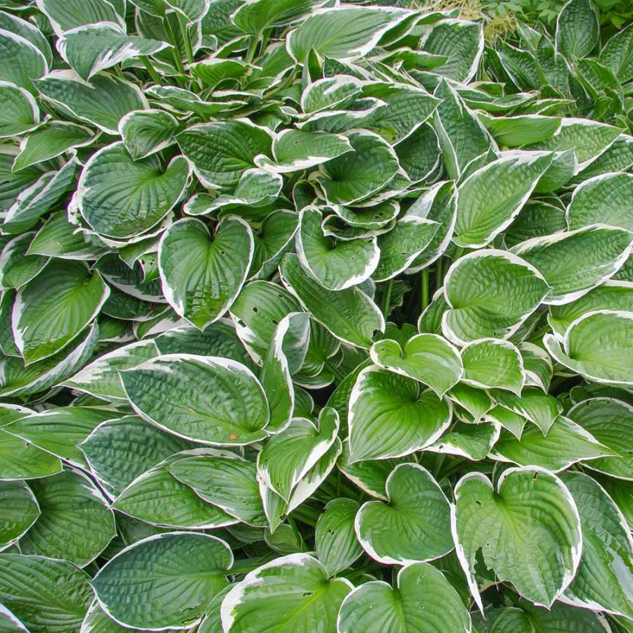 hostas growing